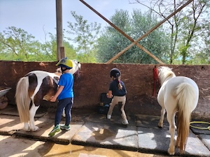 Scuola pony